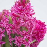 Hyacinths and other spring flowering bulbs