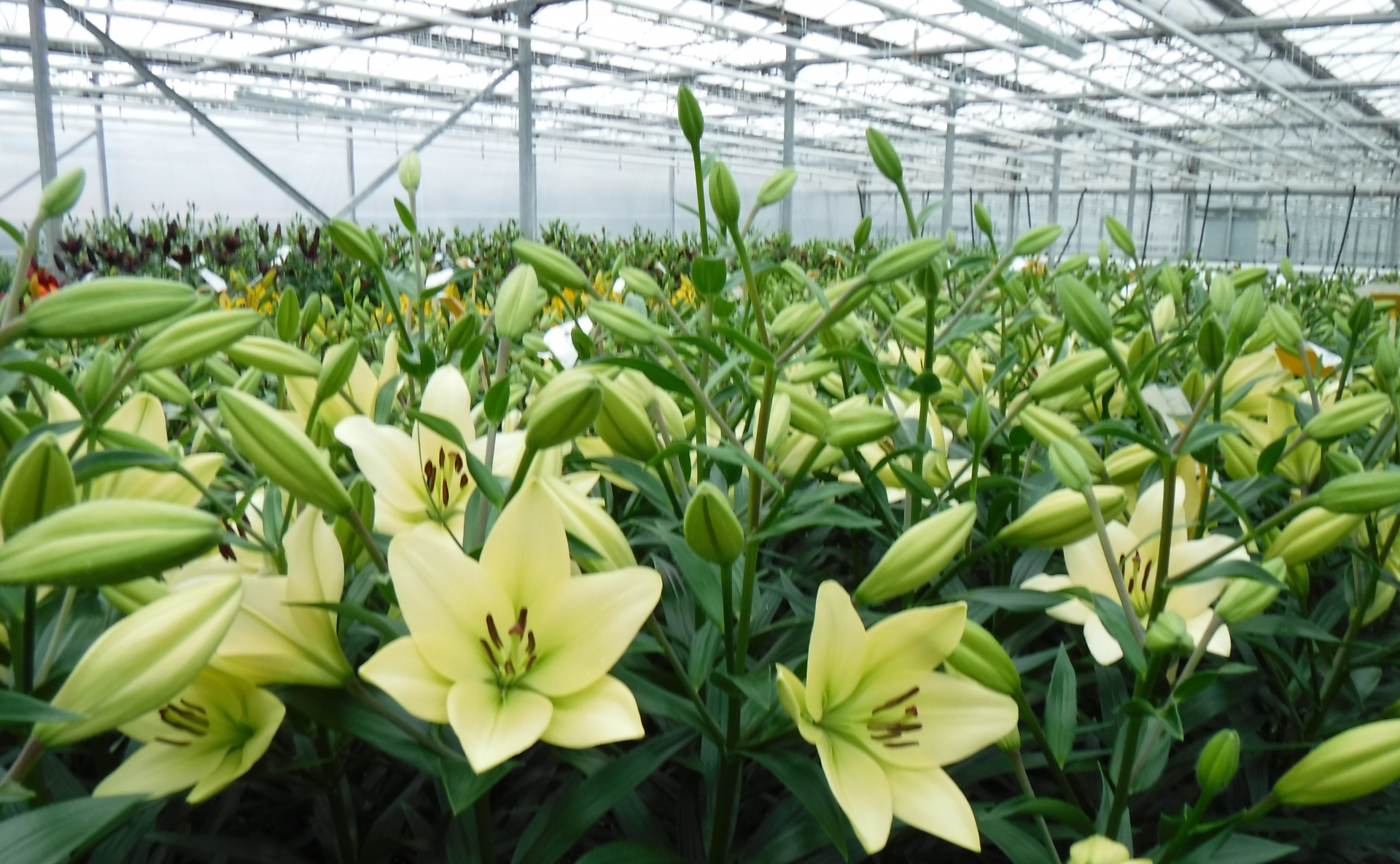 Boots LA Lilies greenhouse Boots LA Lilies greenhouse